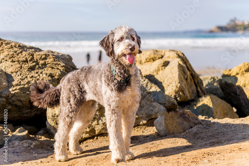 Aussiedoodle puppy playing on beach. Aussiedoodle is a designer dog mix between purebred Poodle and Australian Shepard. They are companion dogs.