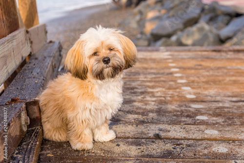 Φωτογραφία Lhasa Apso puppy playing on beach