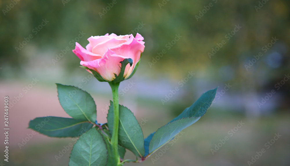 Beautiful delicate pink rose on blurred background