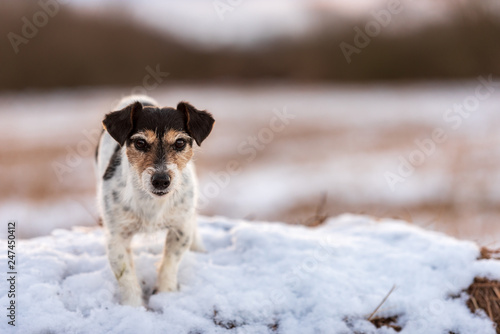 Fototapeta Naklejka Na Ścianę i Meble -  Jack Russell Terrier in white winter landscape. Doggy 8 years old.