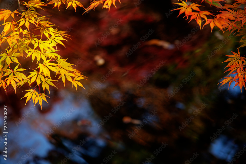 Red maple leaves border at autumn forest, blurred background. Season changing. A tree branch of maple, fall Red maple leaves border at autumn forest, blurred background. Season changing. A tree branch of maple, fall