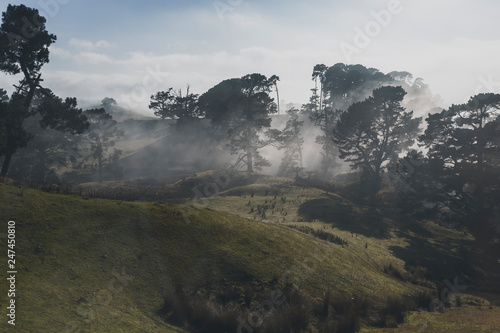 Obraz na plátně foggy Pine Forest Northisland, in New Zealand, Aotearoa