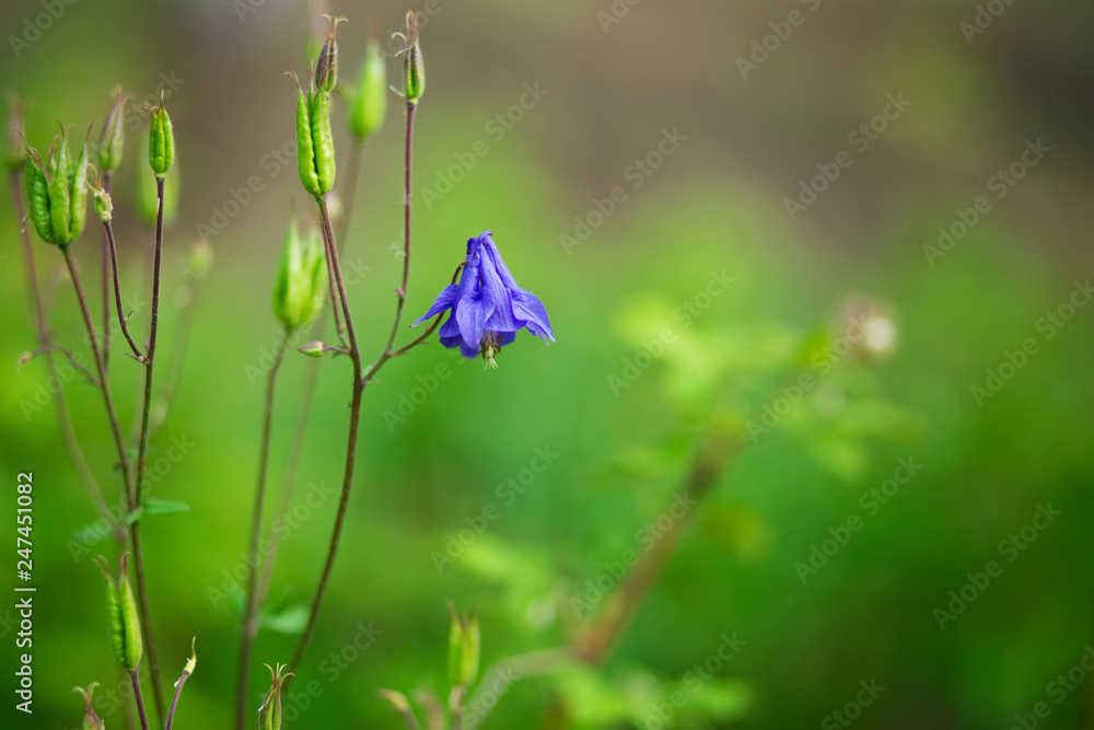 Beautiful spring card with blue flower bell on green background Beautiful spring card with blue flower bell on green background