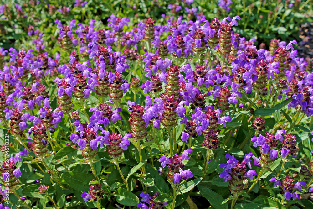Prunella vulgaris (known as common self-heal, heal-all, woundwort, heart-of-the-earth, carpenter's herb, brownwort and blue curls).