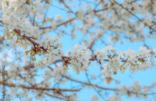 Blooming cherry tree branch © YesPhotographers