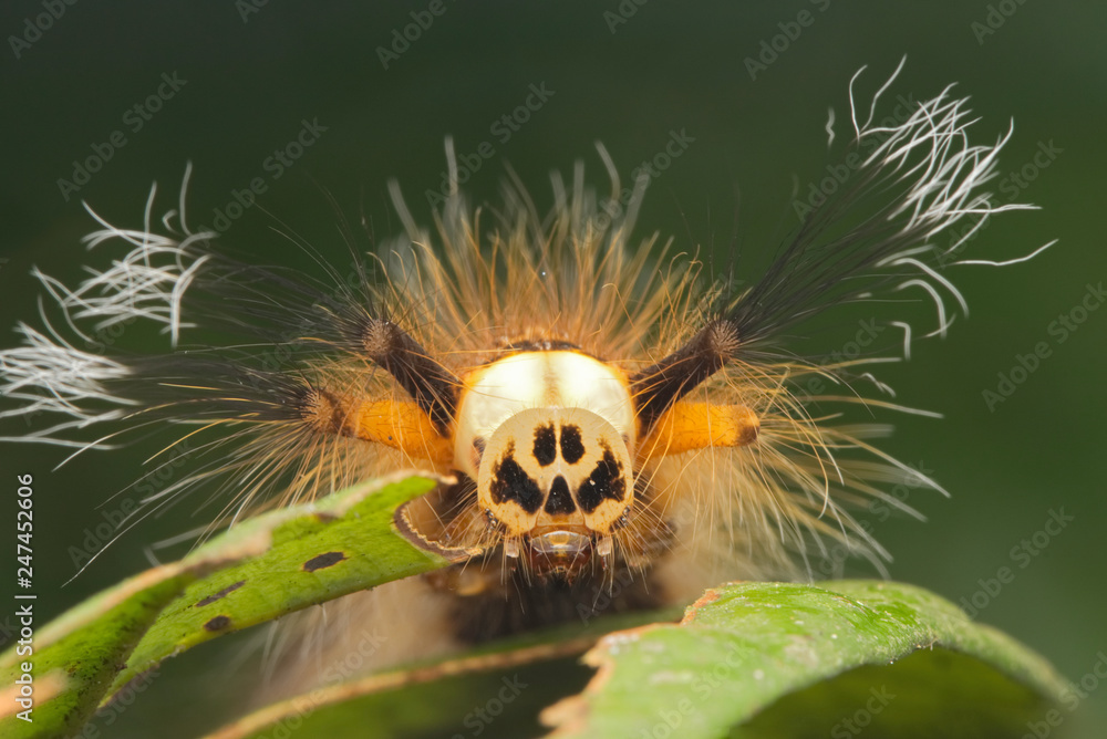 A skullface Caterpillar on a green leaf with green background showing spiny hair A skullface Caterpillar on a green leaf with green background showing spiny hair