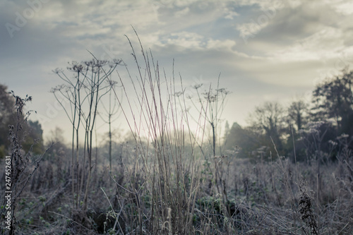 First frost on cow parsley