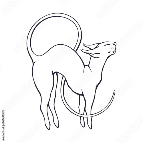 Vector illustration. Hand drawn doodle of stretching sphinx cat with a long curled tail. Thoroughbred domestic  animal. Pet symbolizing flexibility. Cartoon sketch. Isolated on white background  