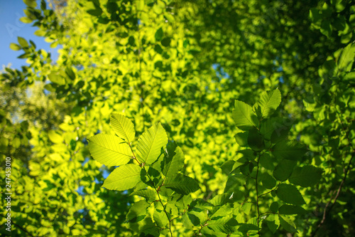 Lush fresh green foliage of trees on bright sunny day in forest, nature background