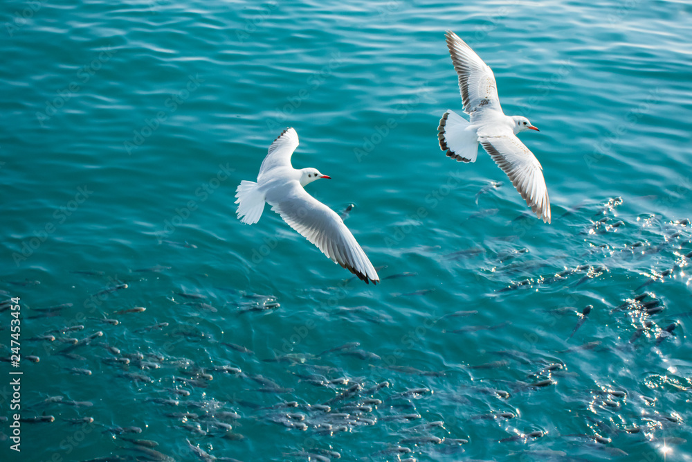 Flying two seagulls and shoal of fish(gray mullet) in the sea. Flying two seagulls and shoal of fish(gray mullet) in the sea.