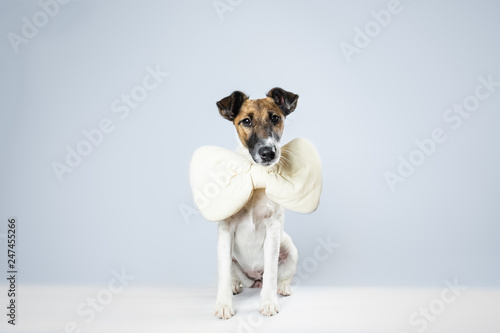Cute smooth fox terrier puppy with toy bow tie sitting in isolated studio background. Young dog with bow tie at home posing in white studio background