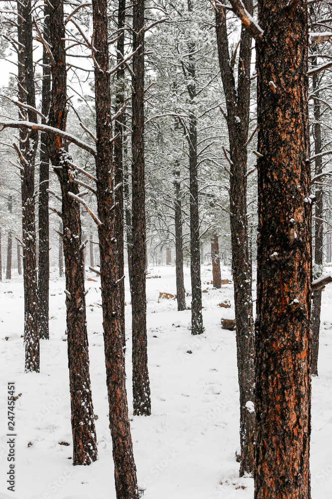 Fototapeta premium dark red trees in snow