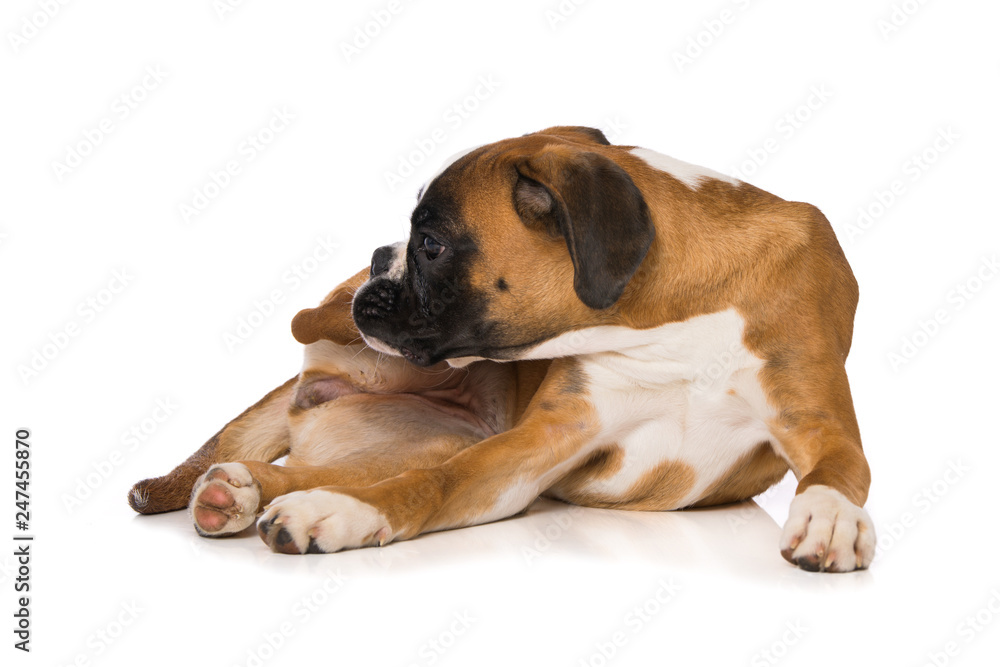 Young boxer dog isolated on white background Young boxer dog isolated on white background