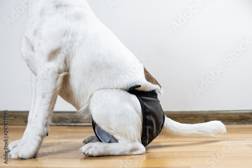 Puppy in washable diaper sits on the floor, close-up view. Back of a smooth fox terrier dog in washable diaper sitting in a room. photo