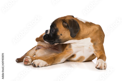 Young boxer dog isolated on white background