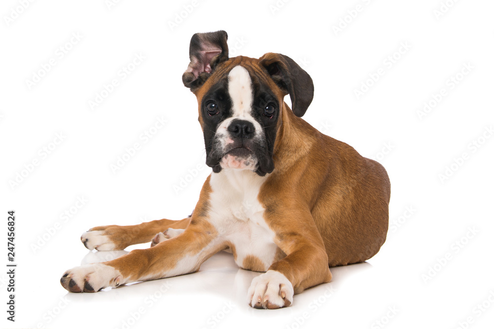 Young boxer dog lying isolated on white background