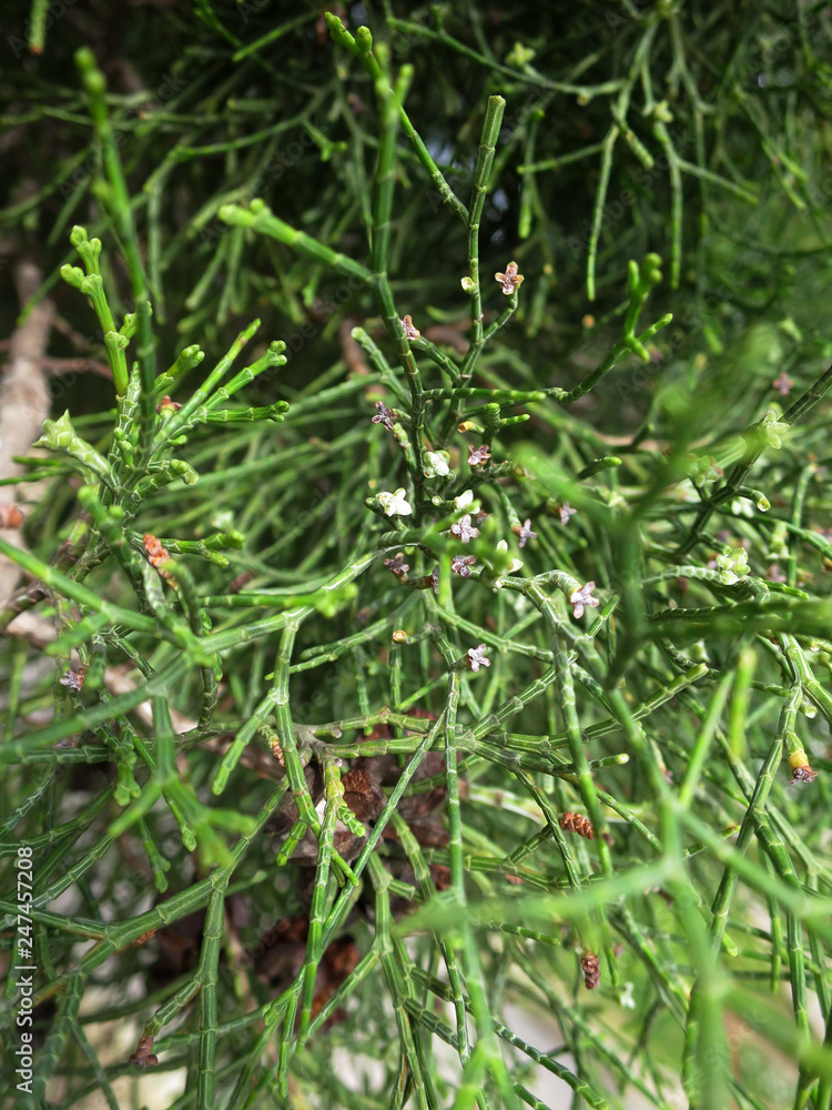 geöffnete Zapfen und Miniblüten des Sandarakbaum geöffnete Zapfen und Miniblüten des Sandarakbaum