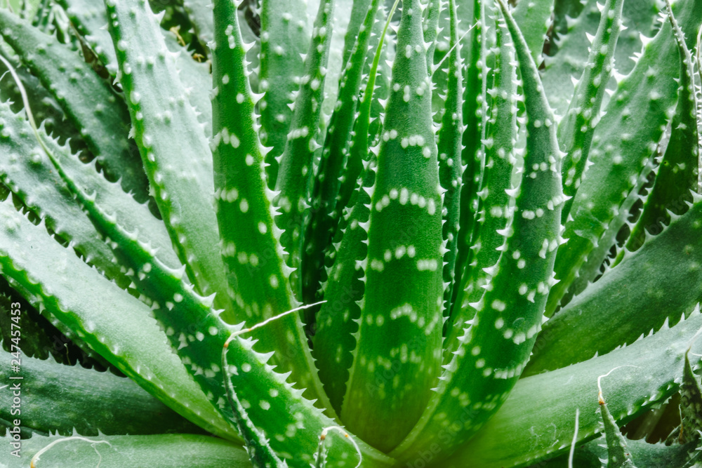 Aloe vera is tropical green plants tolerate hot weather. A close up of green leaves, aloe vera. Aloe vera is tropical green plants tolerate hot weather. A close up of green leaves, aloe vera.