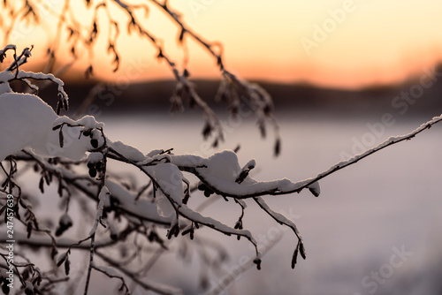 The branch of tree has covered with heavy snow and sunset time in winter season at Holiday Village Kuukiuru, Finland. © Joeahead