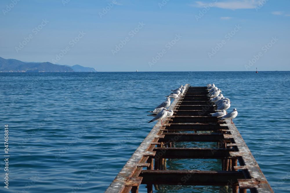 birds and beautiful view birds and beautiful view