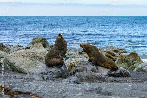 fur seals at the coast of cape palliser  new zealand 12
