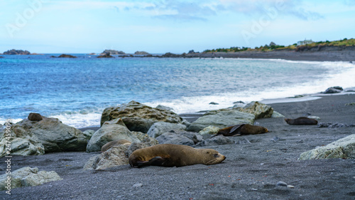 fur seals at the coast of cape palliser, new zealand 18