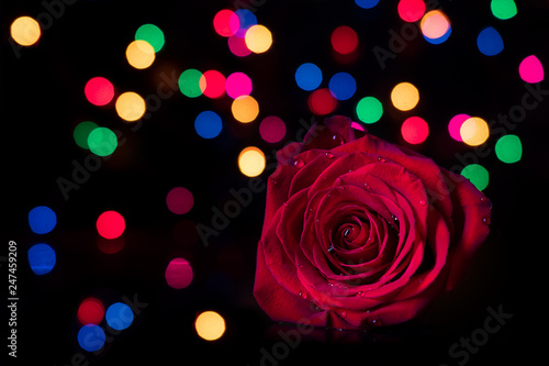 wet red rose surrounded by bokeh