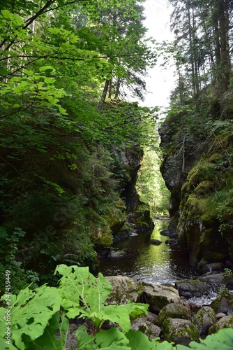 Wilde Wutachschlucht im Schwarzwald