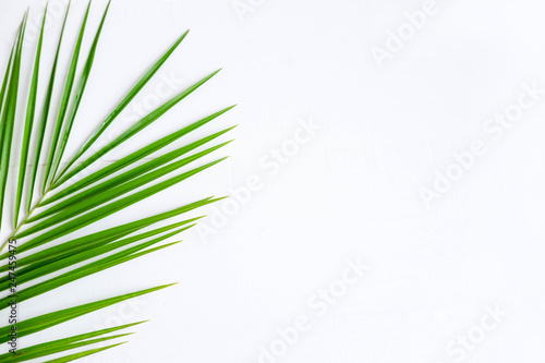 The basis for the banner with a palm leaf. Tropical banner design. Frame for text with leaf of palm tree on a wooden background