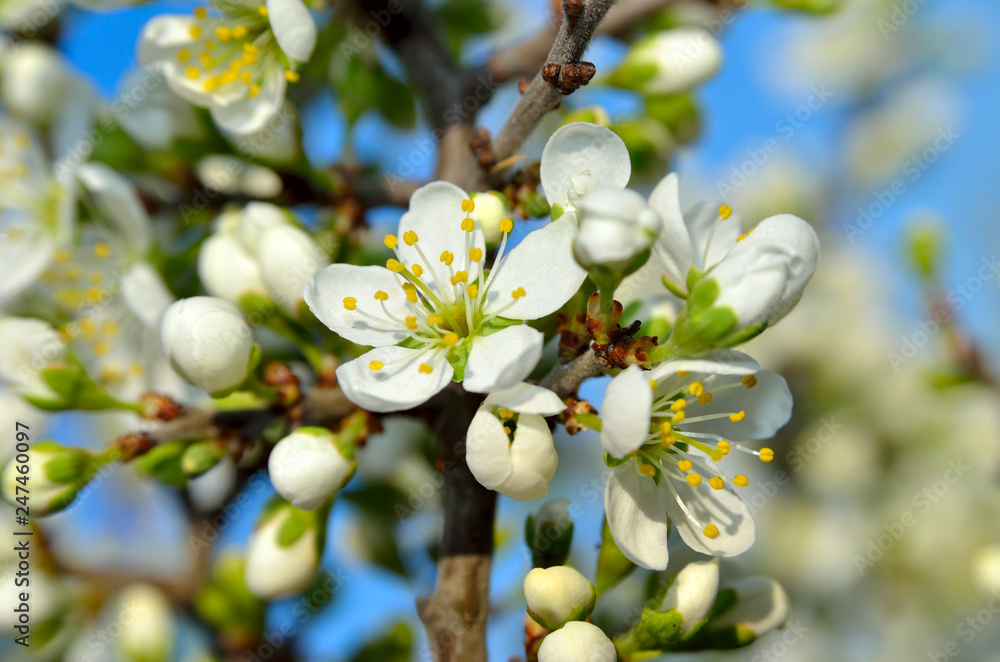 Fototapeta premium White flowers on the branches of trees in the spring