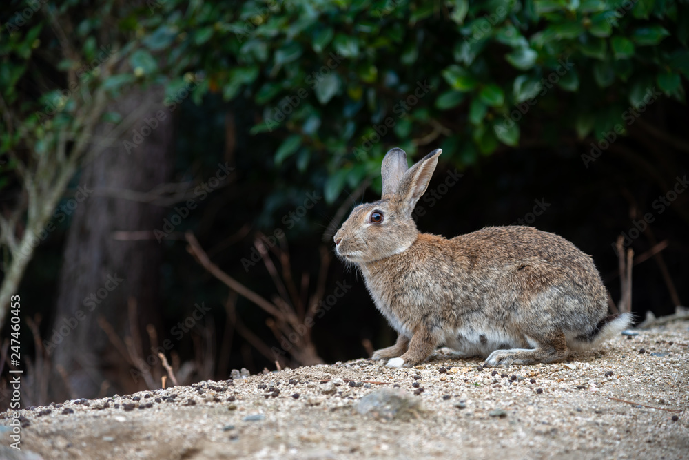 Close-up gray rabbit in sunny day on Okunoshima Island, as known as the Close-up gray rabbit in sunny day on Okunoshima Island, as known as the