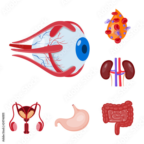 Isolated object of anatomy and organ sign. Collection of anatomy and medical vector icon for stock.