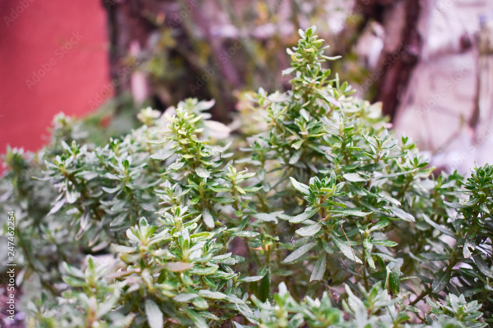 various plants from nature