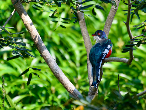 Cuban Trogon Portrait photo