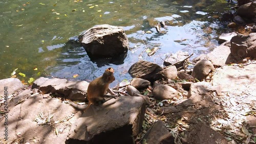 The monkey on the rock drinks water. photo