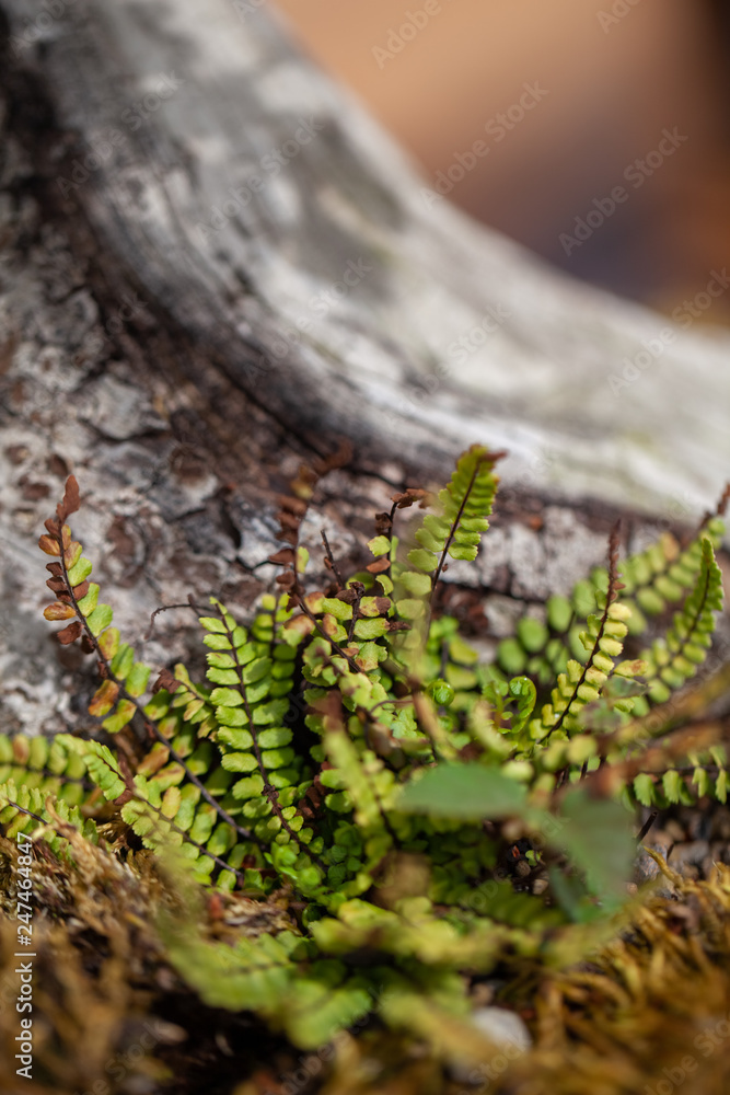 closeup of a plant