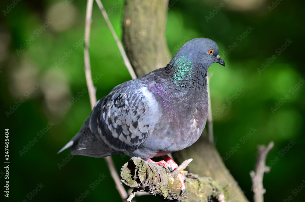 Common pigeon or rock pigeon - Columba livia. Rock pigeone sits on the branch of a tree. Common pigeon or rock pigeon - Columba livia. Rock pigeone sits on the branch of a tree.