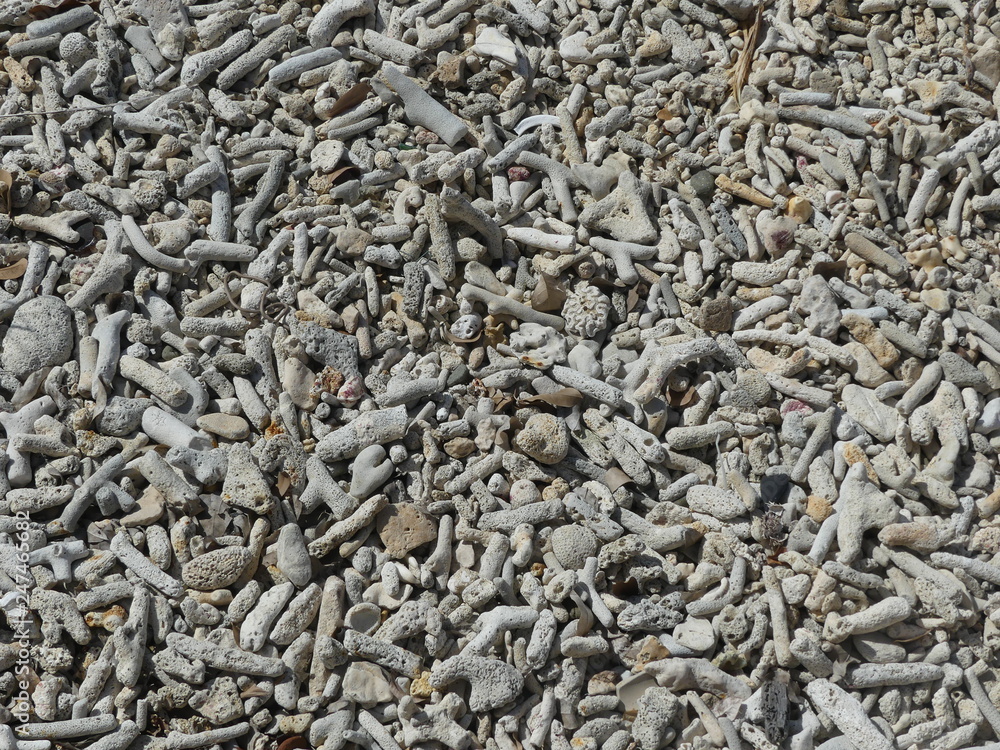 Korallenstücke am Strand Korallenstücke am Strand