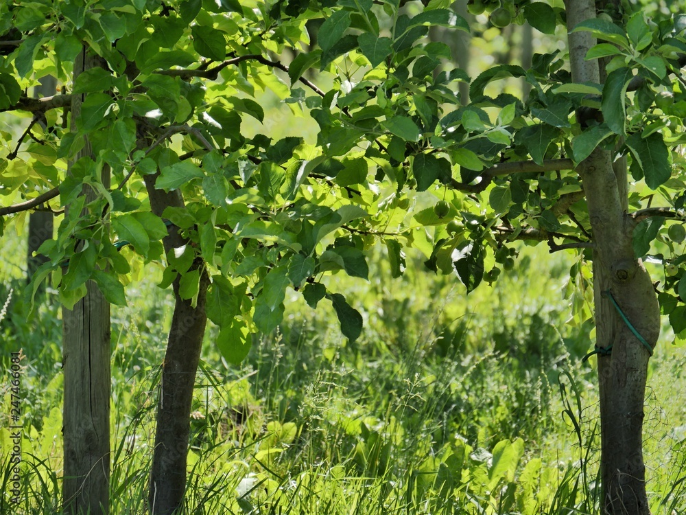 Partial view of two young apple trees. They are tied to piles. The ...