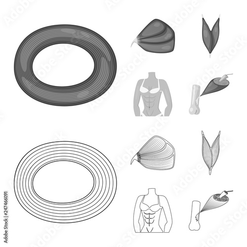 Vector design of fiber and muscular logo. Collection of fiber and body  vector icon for stock.