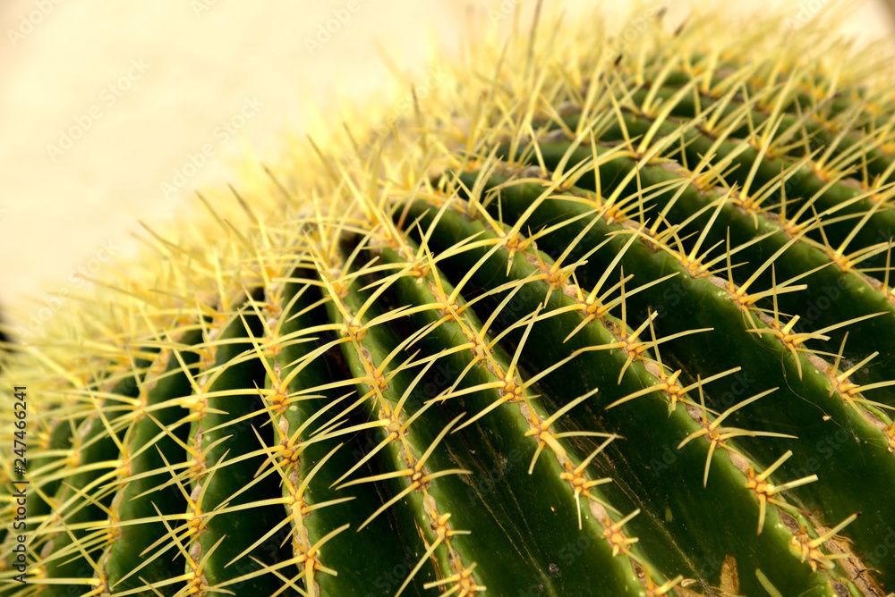 Cactus texture background, close up  - obrazy, fototapety, plakaty 