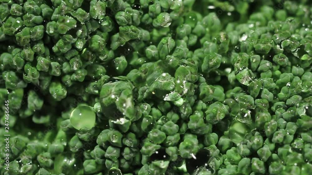 Green fresh broccoli in a closeup view as clean liquid water sprays over the vegetable Green fresh broccoli in a closeup view as clean liquid water sprays over the vegetable