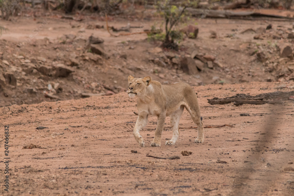 Fototapeta premium Lion in the Kruger national Park, South Africa