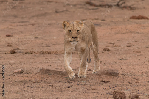 Lion in the Kruger national Park, South Africa