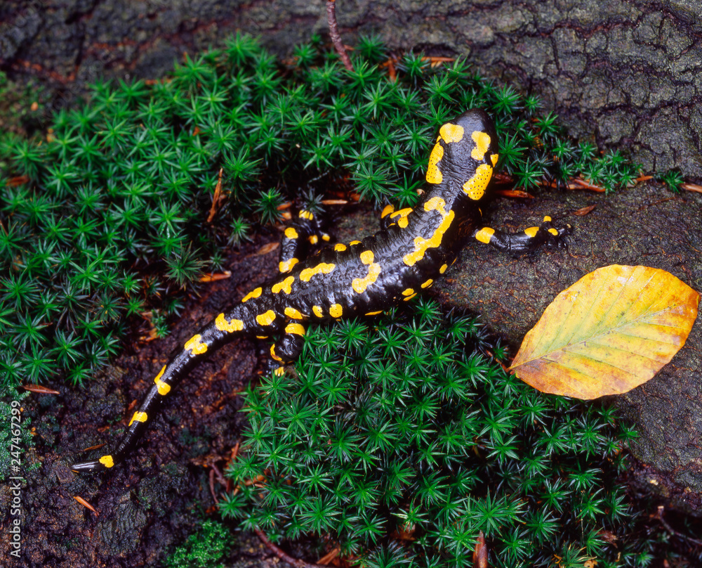 Lizard (gecko) on the moss in nature. Ukraine, Carpathian mountains Lizard (gecko) on the moss in nature. Ukraine, Carpathian mountains