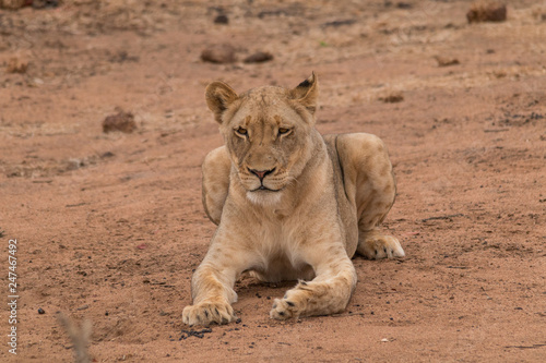 Lion in the Kruger national Park, South Africa