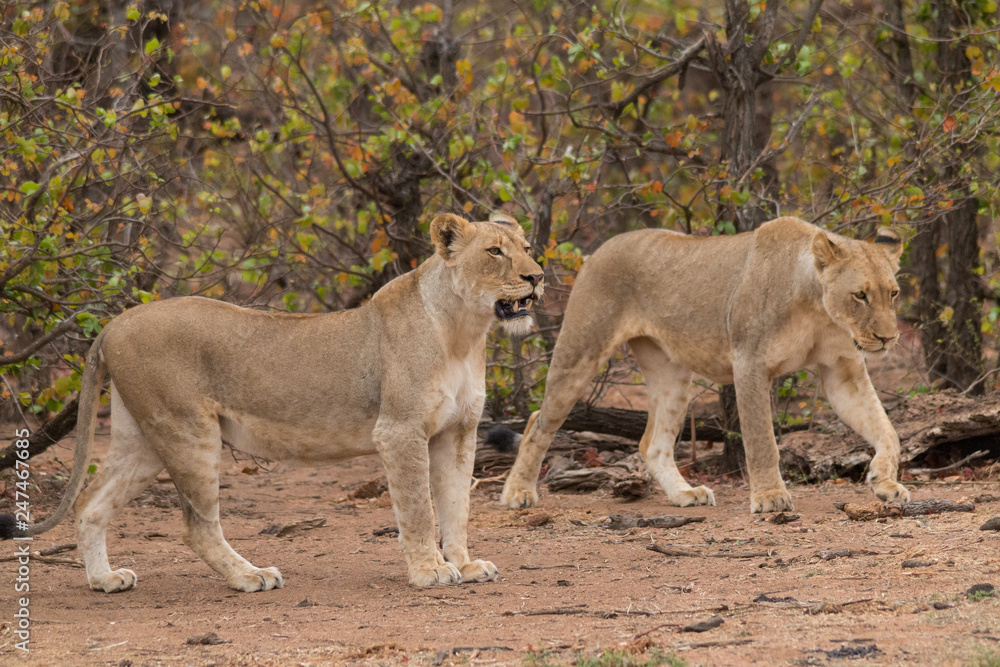 Lion in the Kruger national Park, South Africa Lion in the Kruger national Park, South Africa