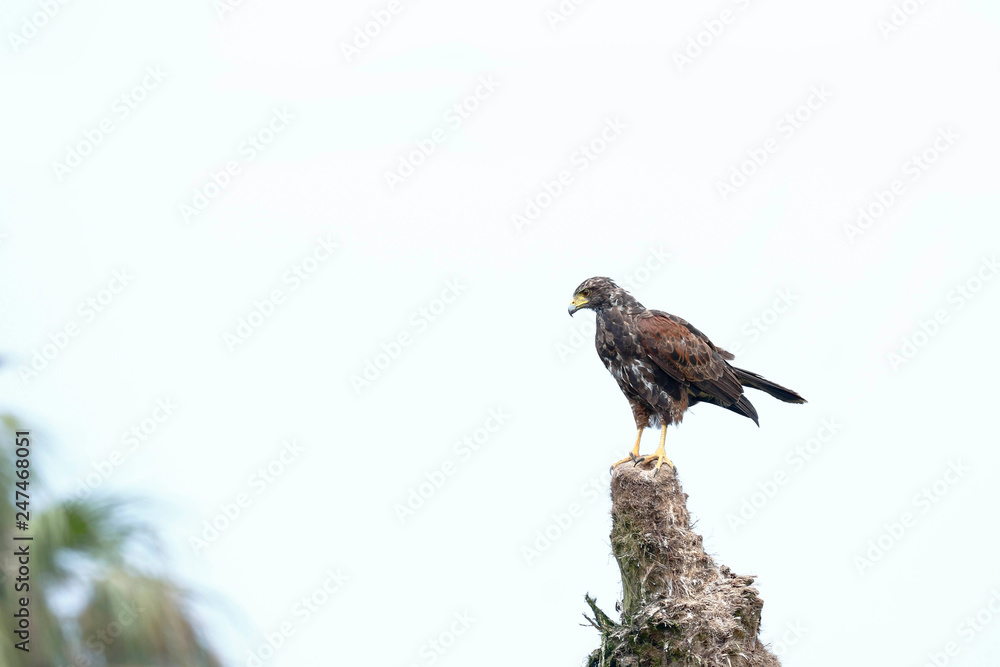 Fototapeta premium Harris's hawk (Parabuteo unicinctus), individual perched on a palm tree trunk