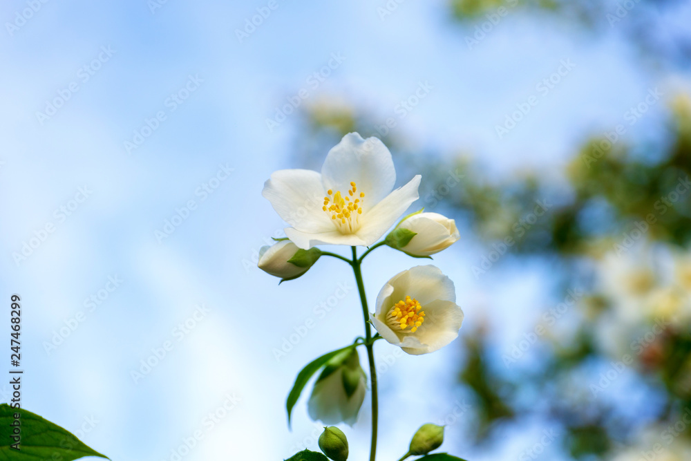 bush of jasmine blooms white flowers