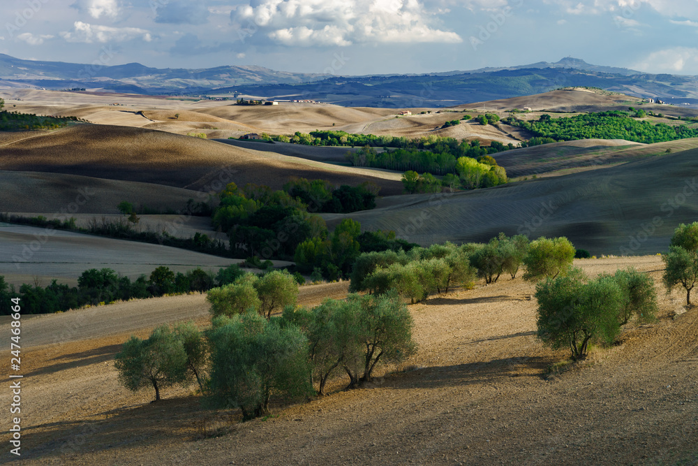 Olive trees in Tuscany, Italy, harvest time, autumnal